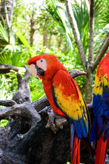 Birds of a Feather 2