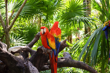 Birds of A Feather © kandace