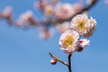 Two White Plum Flowers