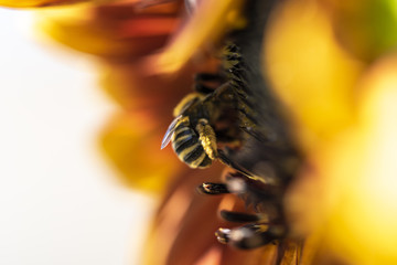 bee