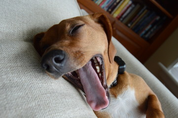 Happy puppy dog yawning