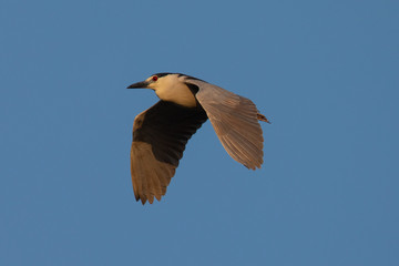 Obraz premium Black-crowned night heron flying in beautiful light , seen in the wild in North California