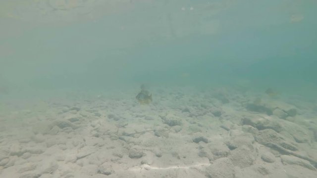 Underwater video from nice river habitat. Swimming close up freshwater fishes Chub. Bohinj, Slovenia