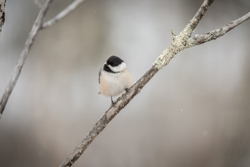Chickadee
