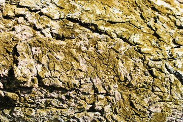 Moss on the tree texture background.