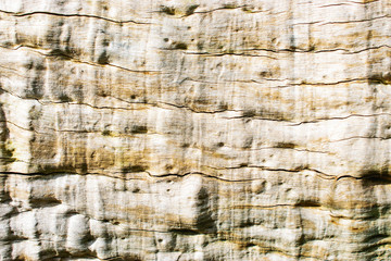 Tree bark texture background.
