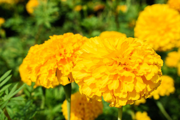 Close up Marigold flowers in the garden.