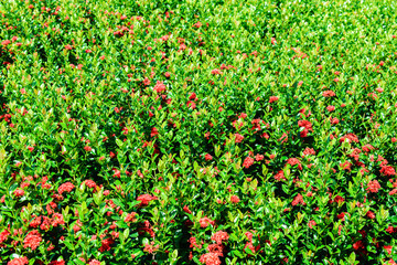 Ixora coccinea. Red spike flower in the garden.