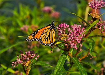 Monarch butterfly on blossoms blooming along the Chicago riverwalk downtown.