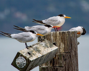 Terns in the wind