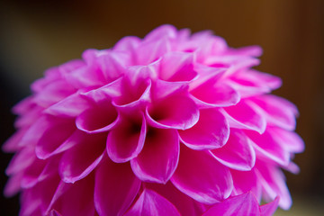 Fuchsia Dahlia