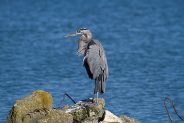 Great Blue Heron