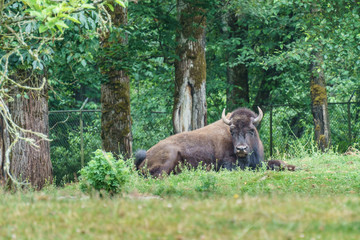 Big buffalo on a ranch or zoo.