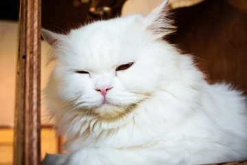 Beautiful white Persian cat with two color eyes in a wood box.