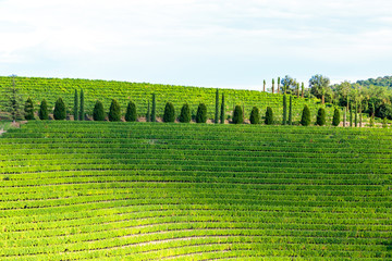 The beautiful vineyard of Collio, Friuli Venezia-Giulia, Italy