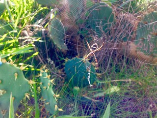 Cacto - aranha