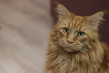 Maine Coon cat red cute