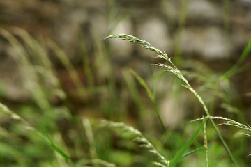 Tall green grass on a sunny day