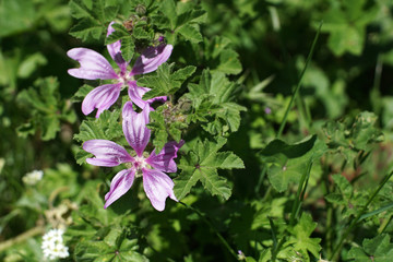 Purple flowers & wild herbes
