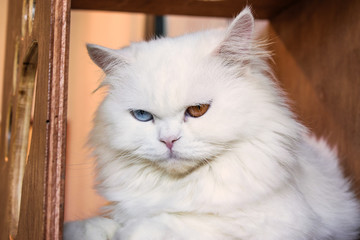 Beautiful white Persian cat with two color eyes in a wood box.