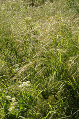 Tall green grass