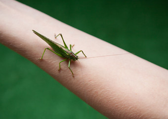 Green locust on the hand.