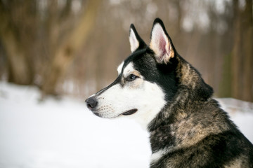 Profile of a Siberian Husky/Malamute mixed breed dog outdoors in the snow © Mary Swift