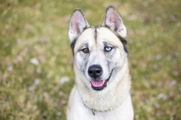 Naklejka na ściany i meble A Husky mixed breed dog with heterochromia, one blue eye and one brown eye