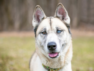 Obraz premium A Husky mixed breed dog with heterochromia, one blue eye and one brown eye