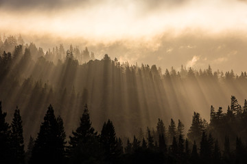 Sunrise and Redwood Trees in Humboldt, California