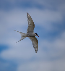 Arctic Tern