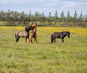 Icelandic Horses Playing in a field