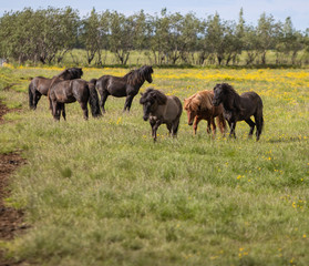 Group of Icelandic Horses in a grass field