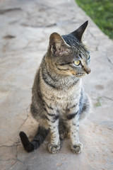 Grฟy lovely cat move, seat