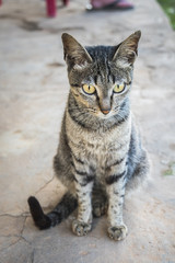 Grฟy lovely cat move, seat