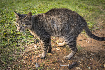 Grฟy lovely cat move, seat