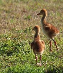 Baby Sand hill crane Bird of Florida 