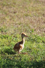 Baby Sand hill crane Bird of Florida 