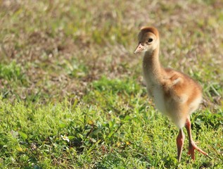 Baby Sand hill crane Bird of Florida 