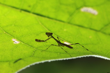 grasshopper on green blackgroud