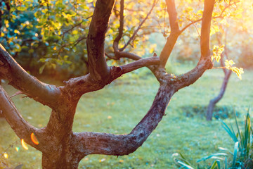 Apple orchard on a sunny day