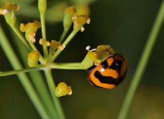 coriander flower and bug