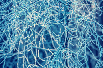 Branches of the tree covered with rime. Natural winter background. Winter nature. Snowy forest. Christmas background.