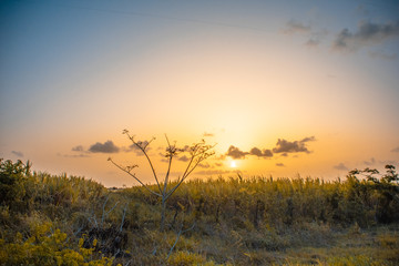 Sugar Sunset