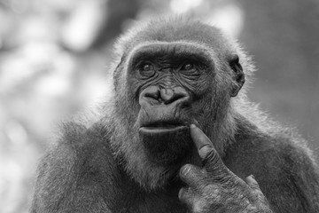 Thoughtful Gorilla