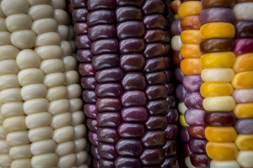 Close up corn, corn color on the wood background