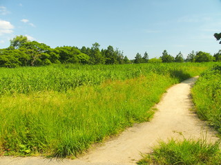 分かれ道のある初夏の水元公園の葭原風景