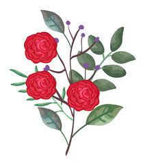 beautiful roses and leafs decoration vector illustration design