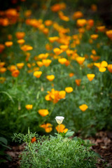 One white poppy with many orange poppies in the background.
