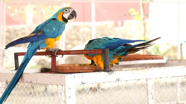 Close up colorful parrot macaw